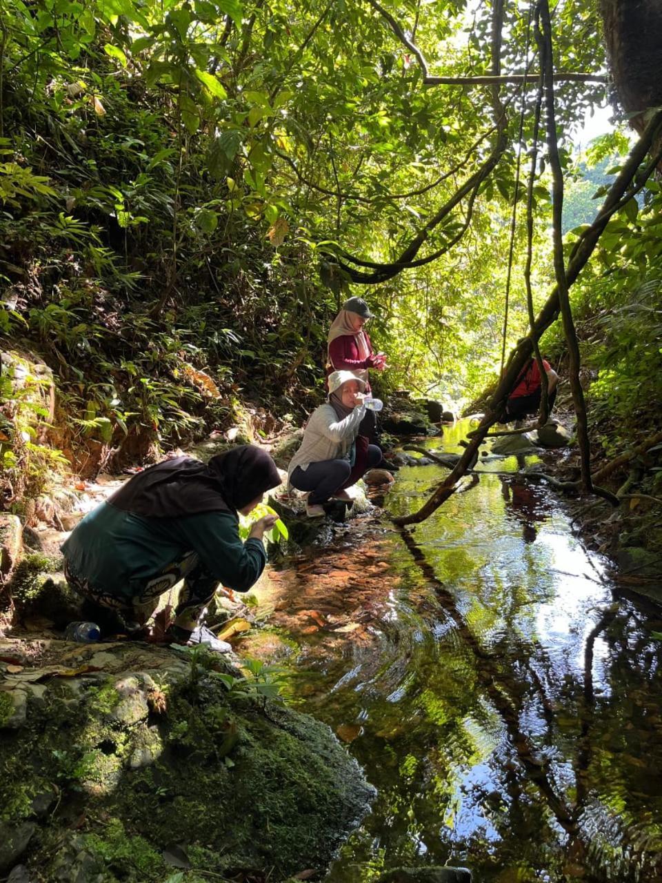 Pongo Guest House & Jungle Trekking 부킷 라왕 외부 사진