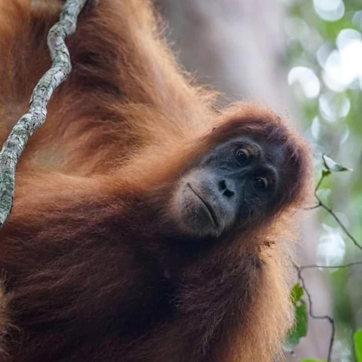 Pongo Guest House & Jungle Trekking 부킷 라왕 외부 사진